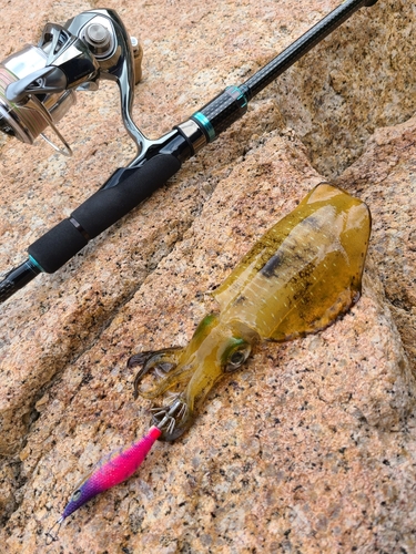 アオリイカの釣果