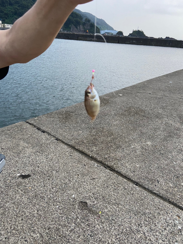 タイの釣果