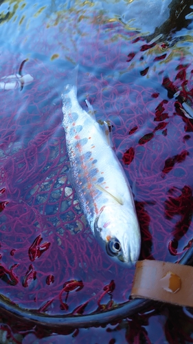 アマゴの釣果