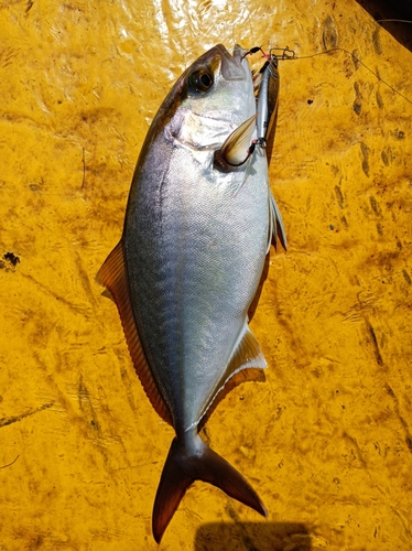 ショゴの釣果