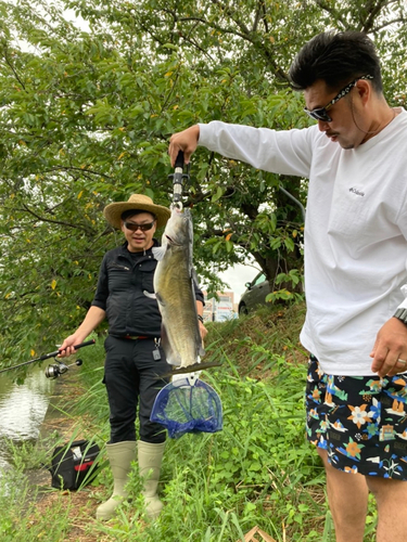 アメリカナマズの釣果