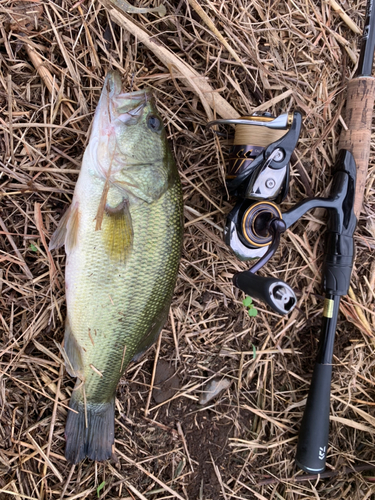 ラージマウスバスの釣果