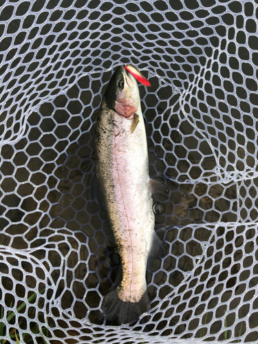 ニジマスの釣果