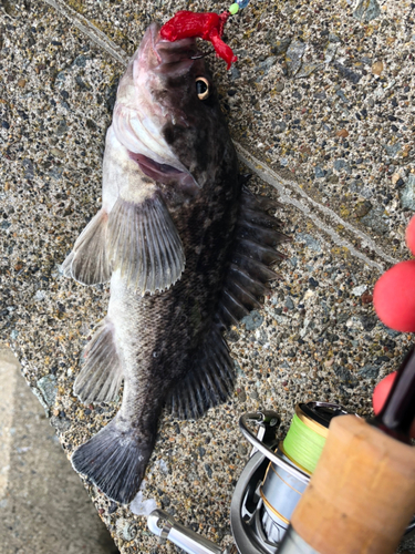 クロソイの釣果