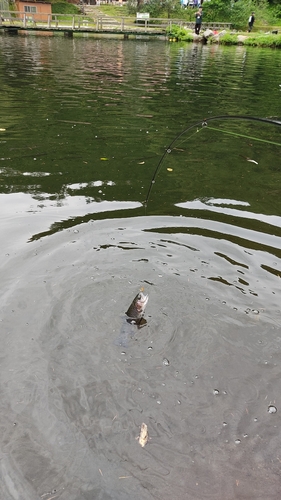 ニジマスの釣果