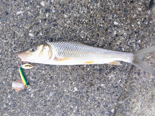 ニゴイの釣果