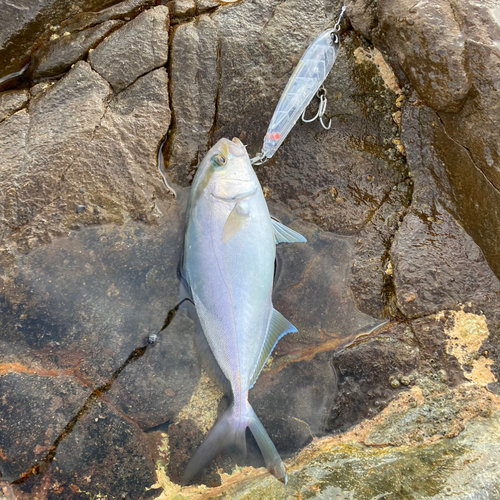 ネリゴの釣果