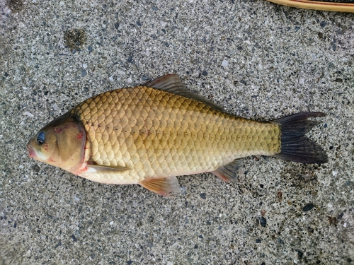 マブナの釣果