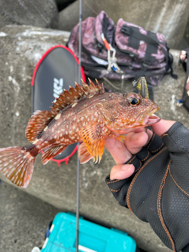 オオモンハタの釣果