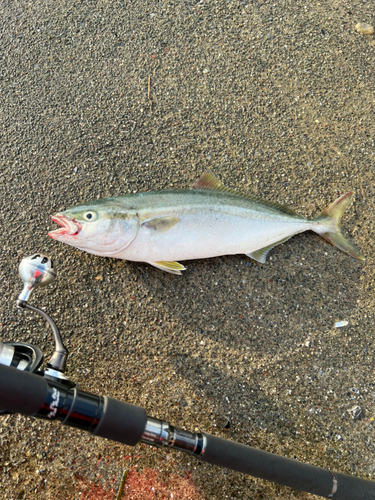 ショッコの釣果