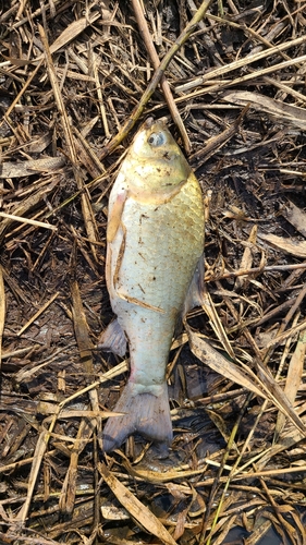 ヘラブナの釣果