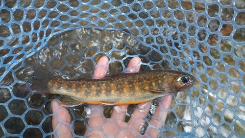 ニッコウイワナの釣果