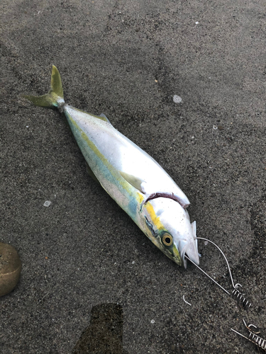 ワカシの釣果