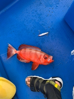 ホウセキキントキの釣果