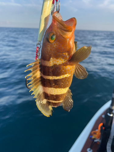 アオハタの釣果