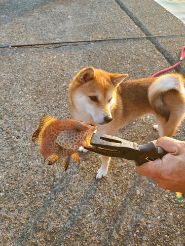 オオモンハタの釣果