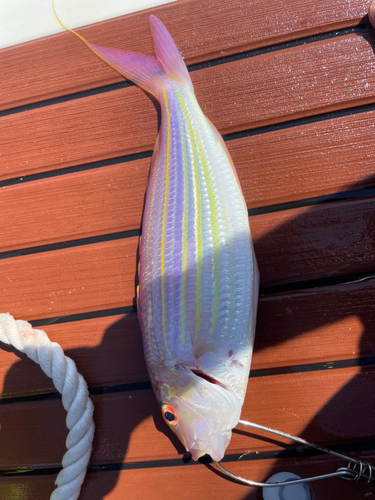 イトヨリダイの釣果