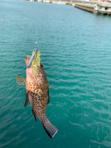 オオモンハタの釣果