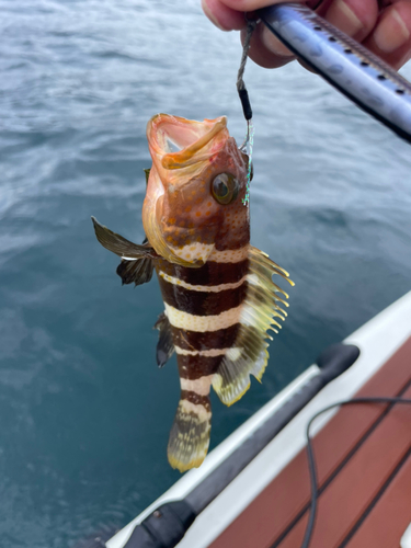 アオハタの釣果