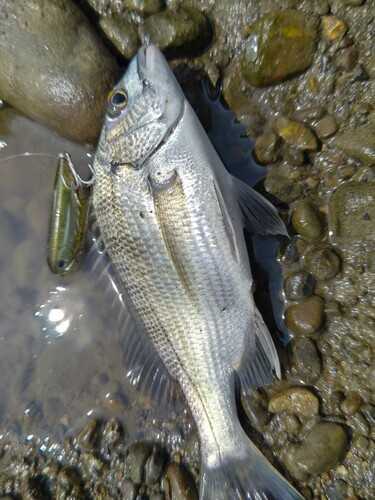 キビレの釣果