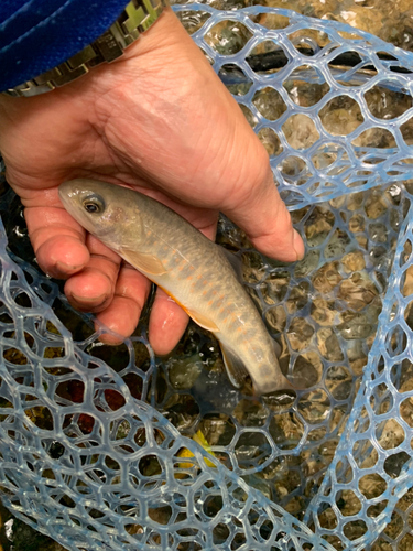 イワナの釣果