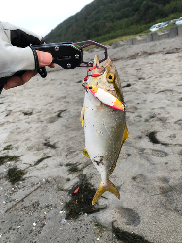 ショゴの釣果