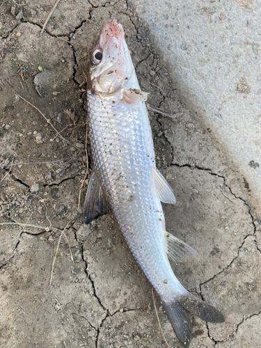 ニゴイの釣果