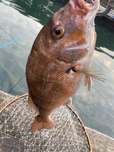 マダイの釣果