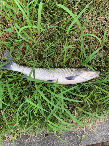 ニゴイの釣果