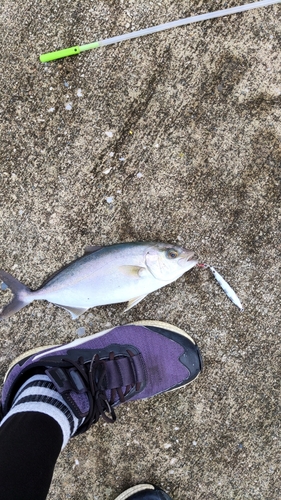 ショゴの釣果