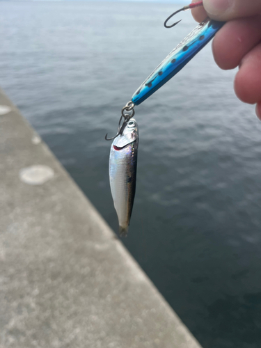 カタクチイワシの釣果