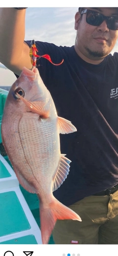 マダイの釣果