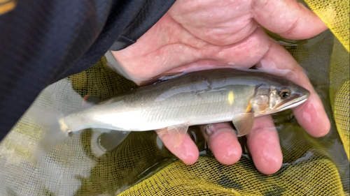 アユの釣果