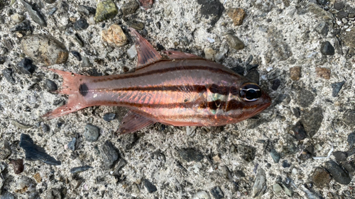 オオスジイシモチの釣果