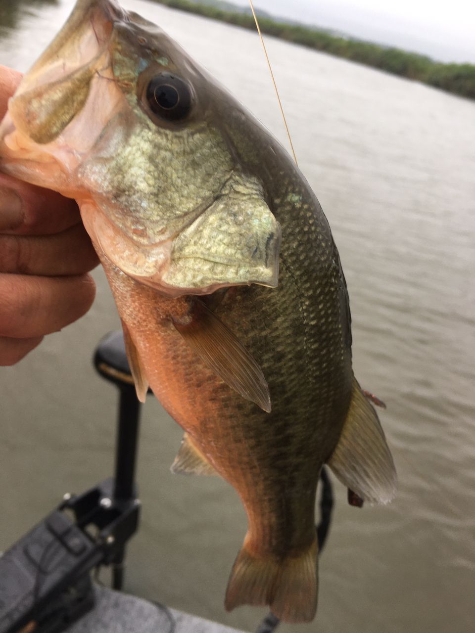 ラージマウスバス