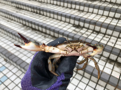 カニの釣果