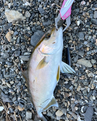 カンパチの釣果