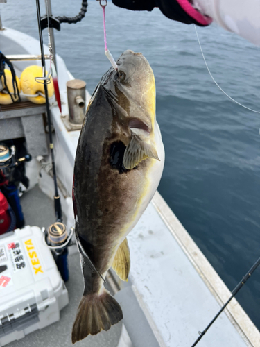 マフグの釣果