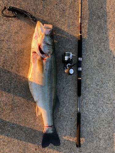 シーバスの釣果