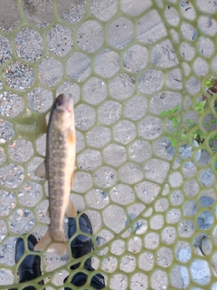 イワナの釣果