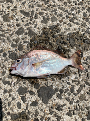 チャリコの釣果