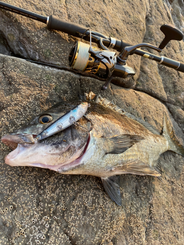 チヌの釣果