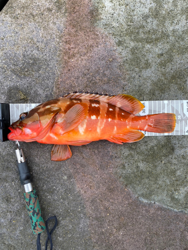 アカハタの釣果