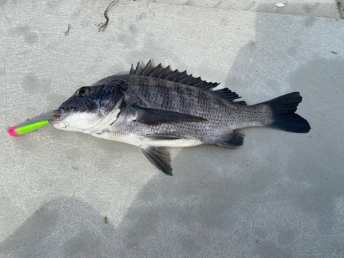 クロダイの釣果