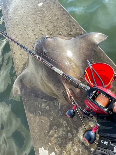 ナルトビエイの釣果