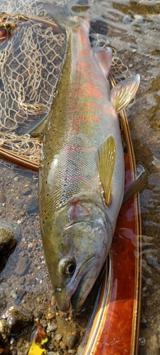 サクラマスの釣果