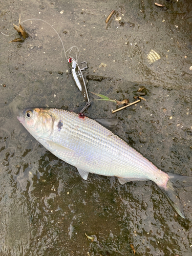 コノシロの釣果