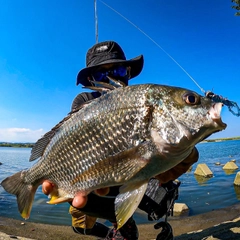 キビレの釣果