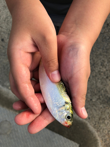 コノシロの釣果