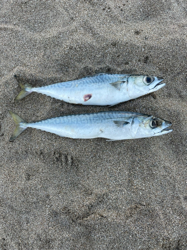 サバの釣果